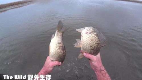 梦见抓了一袋鱼，寓意与解析