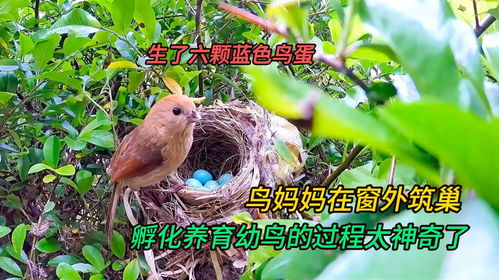 梦境解析，我妈妈梦见怀孕并生下一只鸟，寓意何在？