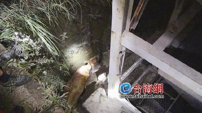 梦见牛掉进粪坑，解析梦境背后的深层含义与启示