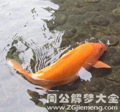 梦见水里有泥鳅鱼与一条大狗，潜意识的隐喻与启示