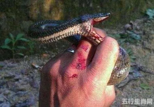 梦境解析，为何梦见蛇被采死、小蛇咬手指及被大蛇追？
