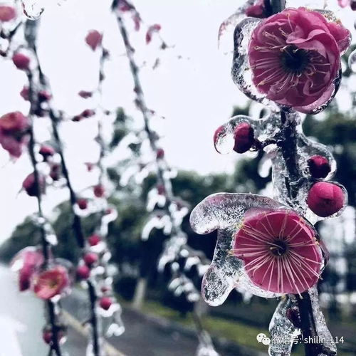 梦见下雪了雪花漫天飞舞，梦境中的浪漫与预兆探析