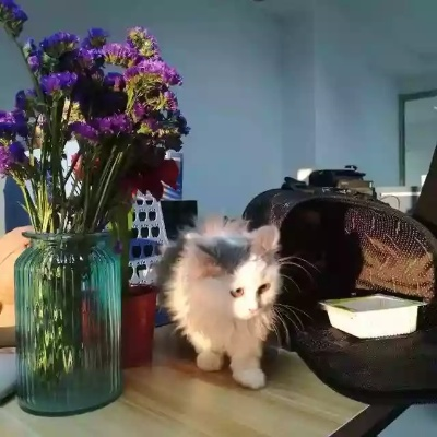 梦境寻猫，我家猫咪失踪后的奇妙重逢