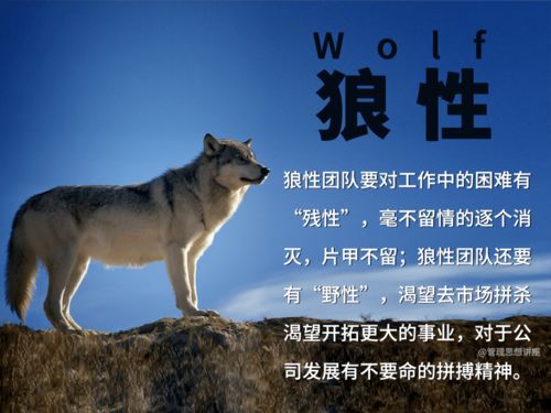 周公解梦狼，探索梦境中狼的象征意义与深层解析