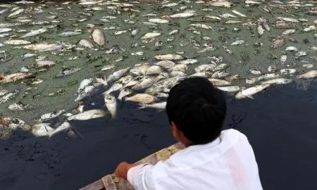 做梦梦到捞到满河的死鱼，梦境背后的深层含义与解析