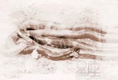 梦境中的双重挑战，解析梦到两条蛇追我还有我朋友，一条被我打死，另一条被车压死的深层含义
