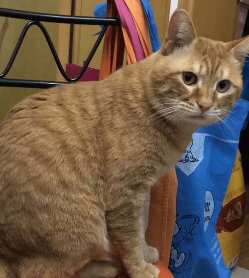 梦境解析，黄斑纹小猫的启示——释放与治愈的隐喻
