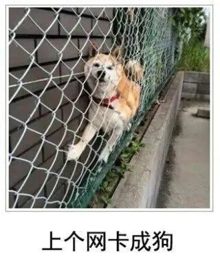 梦境交织，狗咬猪、洗浴失物与归来的启示