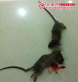 梦见死耗子，预示变化与净化的神秘预兆
