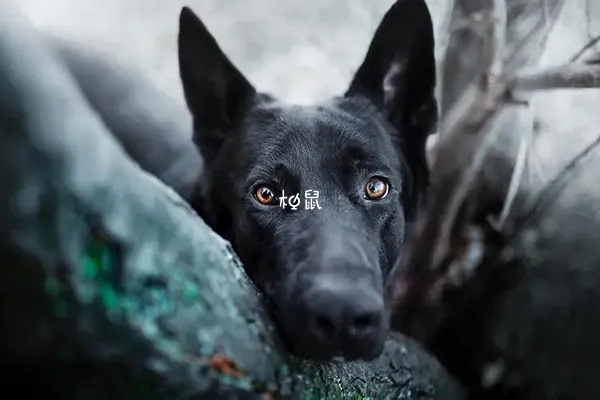 梦境解析，院中黑狗，寓意深远