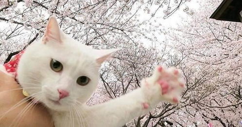 梦境解析，梦见猫咬死兔子——探索潜意识中的象征与警示