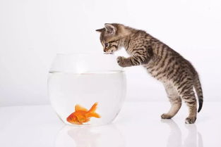 梦境解析，猫吃鱼之梦，寓意何在？