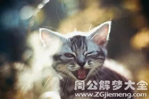 梦见猫抓老鼠，梦境背后的深层寓意与心理解析