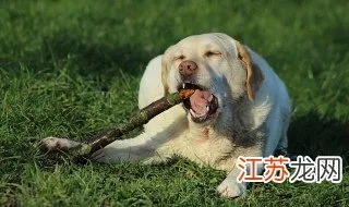 梦见狗吃了青龙，古老象征与现代解读的预兆