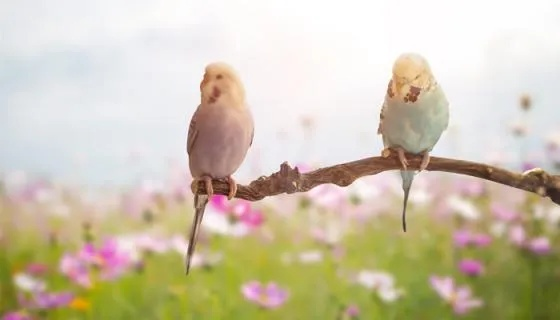 梦见鸟拉屎在自己身上，解读梦境中的预兆与心理暗示