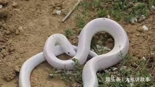 一个月梦见过两次蛇，解析昨晚被子里响尾蛇的梦境含义