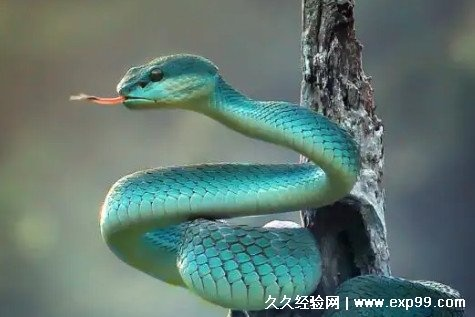 梦境解析，女性梦见蛇，预示着怎样的未来？