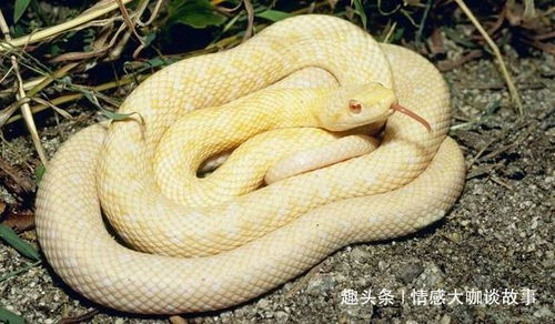 梦境解析,频繁梦见猫狗黑蛇白蛇与血的深层含义 梦境解析,频繁梦见猫狗黑蛇白蛇与血的深层含义