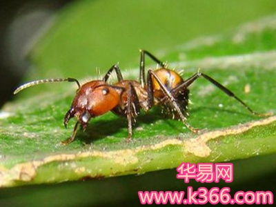梦见死鱼身上好多蚂蚁，解读梦境中的深层含义