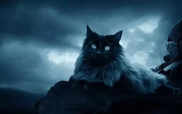 梦境解析，猫兔之谜与死亡寓言