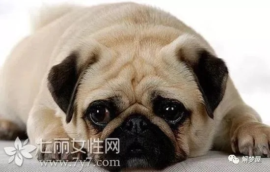 解析梦境，为何会梦到家里狗被咬？
