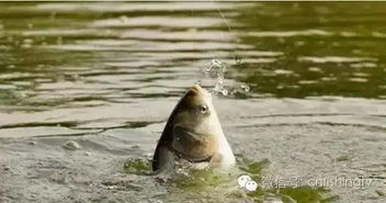 梦境解析，钓到大鱼却变猪，水中捞猪之谜