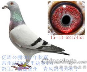 周公解梦，鸽子的象征意义与梦境解析