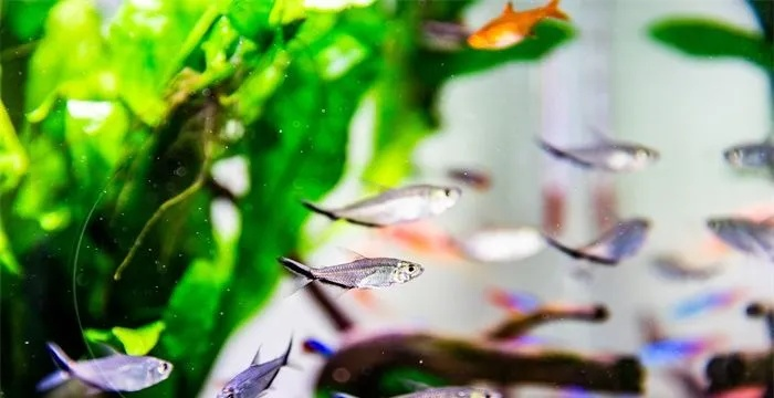 梦境的奥秘，我梦见好多小鱼和大鱼
