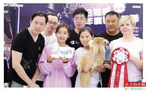 梦境解析，与白猫共舞的奇妙之夜