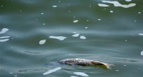 梦见河面上漂着一层死鱼，梦境背后的深层解析与心理暗示