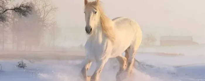 梦见骑着小红马，探索梦境背后的深层含义与征兆