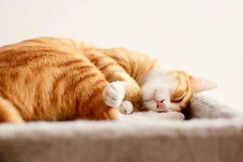梦境解析，黄色猫咪的温柔拥抱