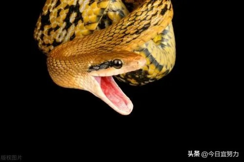晚上睡觉梦到毒蛇，探索梦境背后的深层含义