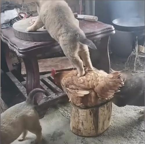 梦见院子里鸡屎鸭屎，解读梦境中的隐喻与启示