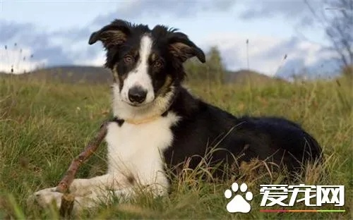 梦见牧羊犬，守护与忠诚的象征