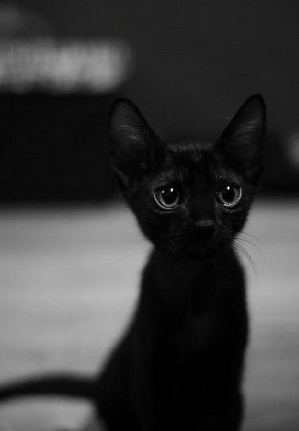 梦见一条黑色毛白红黑眼睛的猫，神秘寓意的深度解析