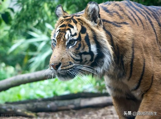 梦见去拔老虎的尾巴，勇气与力量的象征解读