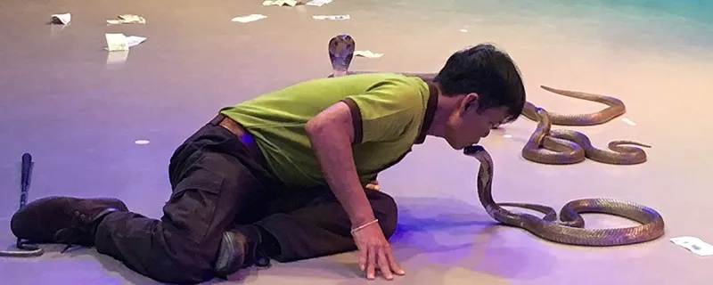 求高人解梦，梦见好多蛇在天上飞——探索梦境中的神秘寓意与心理启示