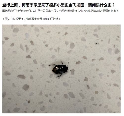 周公解梦，家中虫网交织，寓意何解？
