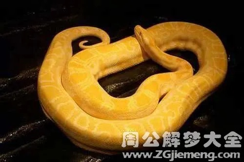 金色梦境的启示，解读已婚男人梦中被金黄色蛇咬手指的象征意义