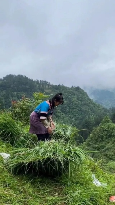 梦境启示，梦见上山割草，旁观他人遗落的智慧之草
