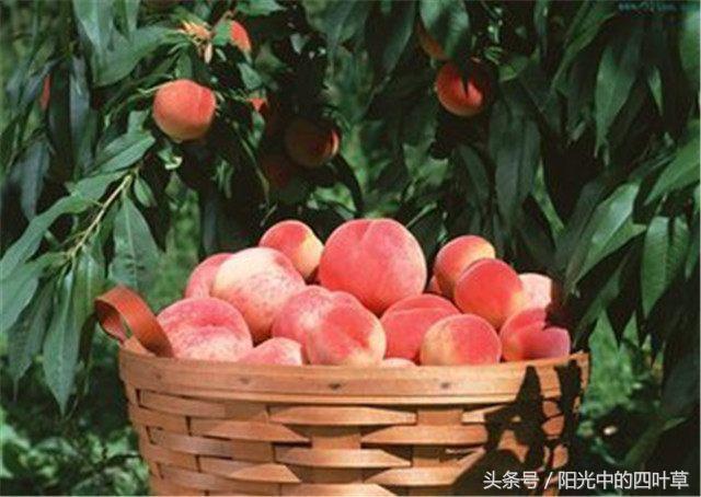 梦见老公被大型动物咬晕过去，梦境背后的深层解析与心理启示