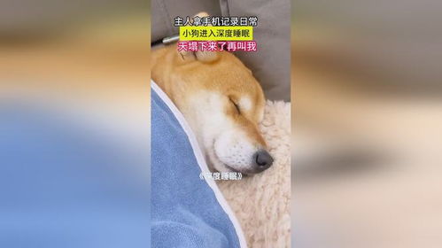 梦见狗咬3次求解，深度解析梦境中的警示与启示