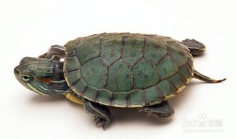 孕妇梦到打死乌龟，寓意与解析