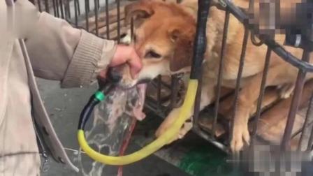 梦见解开绳子狗狗跑出去了，解读梦境中的自由与忠诚