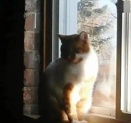 梦境中的优雅伴侣，解读我昨晚梦见了一只很漂亮的猫的深层含义