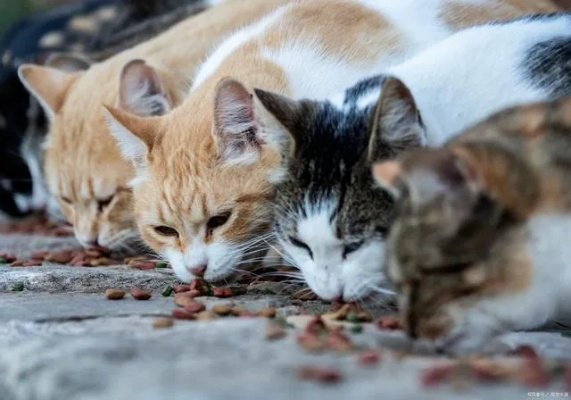 梦见许多只猫抓着我是什么意思，探索梦境背后的深层含义