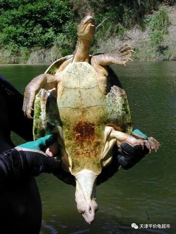 做梦梦到甲鱼和乌龟，是好还是坏？