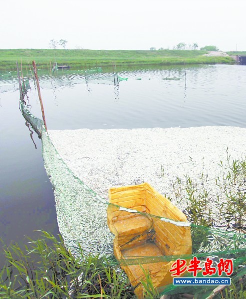 梦境解析，梦见涨大水与捞鱼，寓意与解析