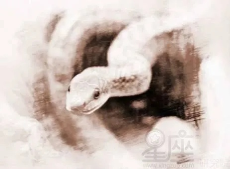 梦境追踪，解读梦到自己去追一条眼镜蛇从家里逃走了的预兆与深层含义